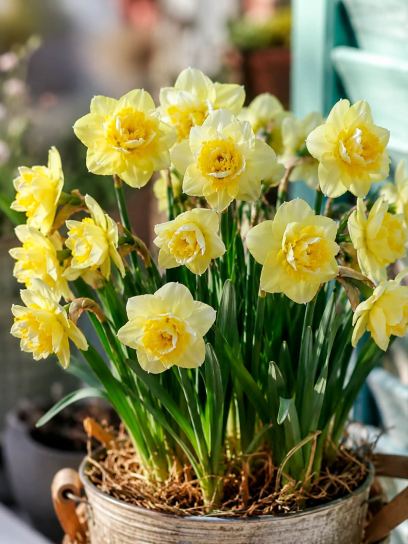Narcis "Angkor"