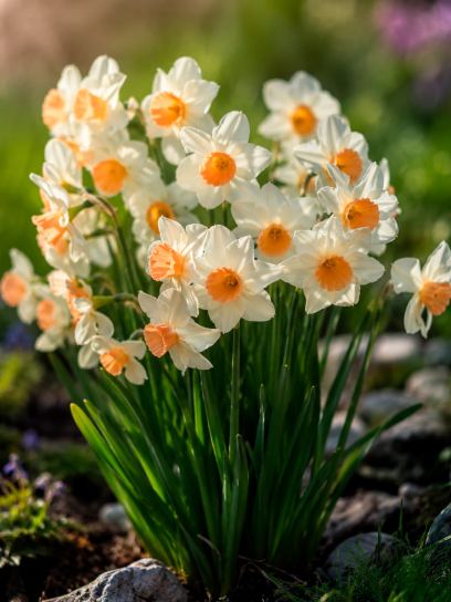 Narcis "Kapiti Peach"