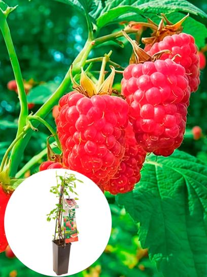 Raspberry "Heritage" container (P11)