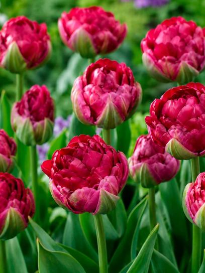 Tulipa "Ice Cream Cranberry"