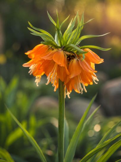 Fritillaria eduardii "Sunrise"