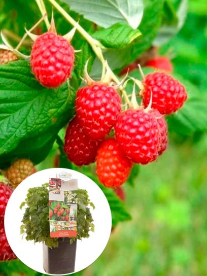 Raspberry "Sweet Sunshine" container (P18)
