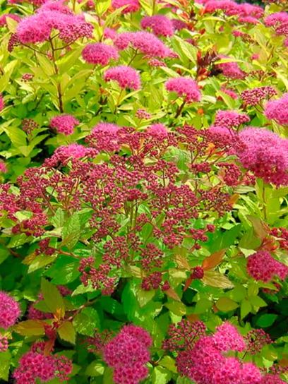 Spiraea "Golden Princess" container (P0.5)