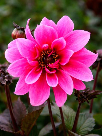 Dahlia "Fascination"