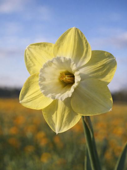 Narcissus "Avalon"