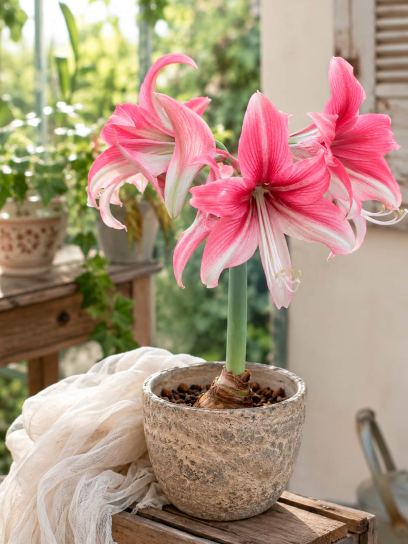 Hippeastrum "Pink Amazone"