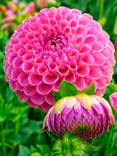 Dahlia "Caitlin's Joy"