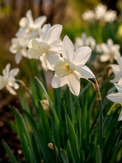 Narcissus "Papillon Blanc"