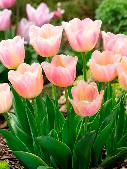 Tulipa "Apricot Pride"