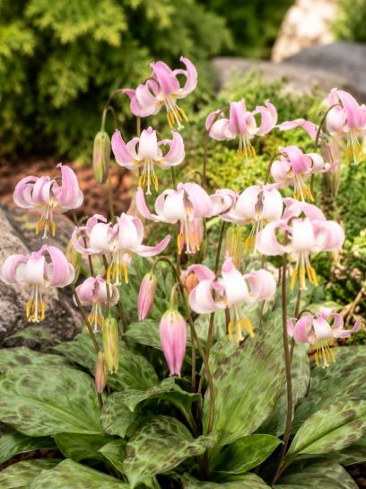 Erythronium californicum x revolutum -hybriden-