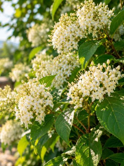 Dogwood (Common)