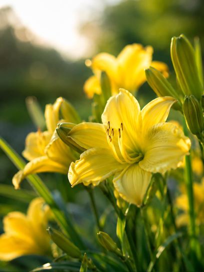 Hemerocallis "Endlesslily Yellow"