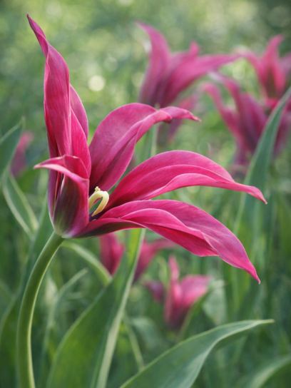 Tulipa "Purple Doll"