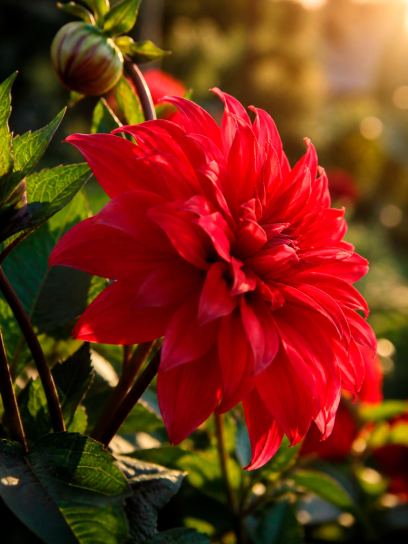 Dahlia "Red Labyrinth"