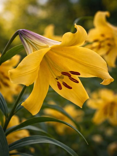 Lilium "Golden Splendor"