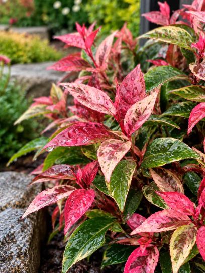 Leucothoe ‘Color Diamond’