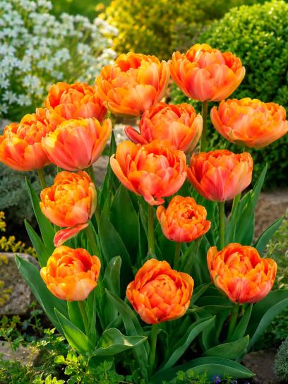 Tulipa "Foxy Foxtrot"