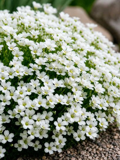 Saxifraga granulata "Plena"