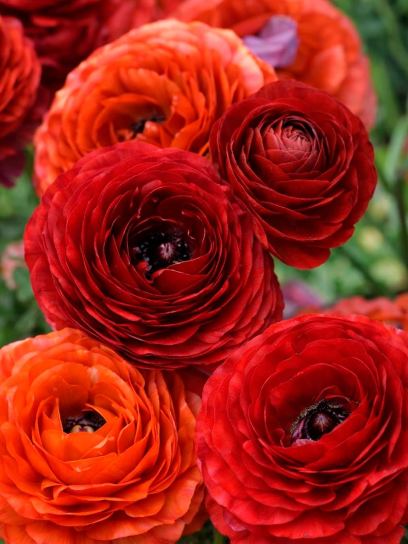 Ranunculus ELEGANCE "Chocolate"