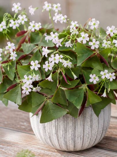Oxalis triangularis "Sanne"