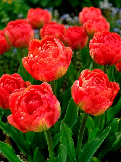 Tulipa "Promiss"