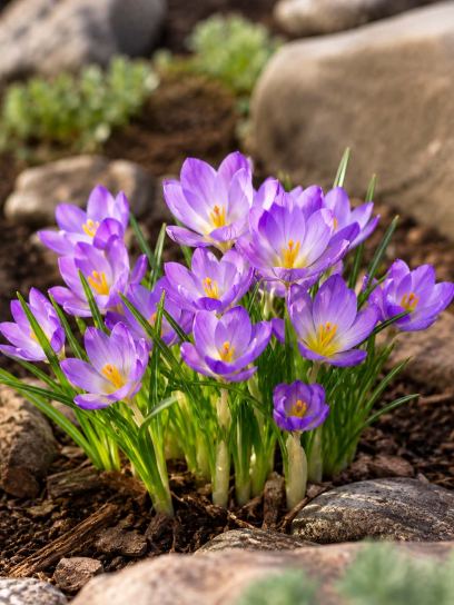 Crocus etruscus "Zwanenburg"