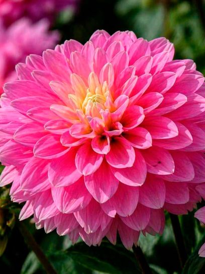 Dahlia "Gallery Rembrandt"