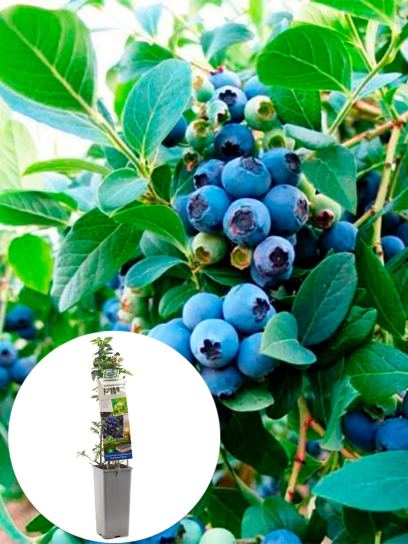 Blueberry "Hortblue Petit" container (P11)